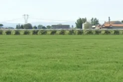 #2639197 Appezzamento agricolo adibito seminativo