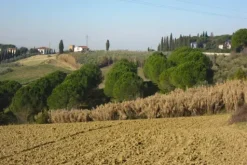 #23461 Appezzamento agricolo collinare e annessi rurali