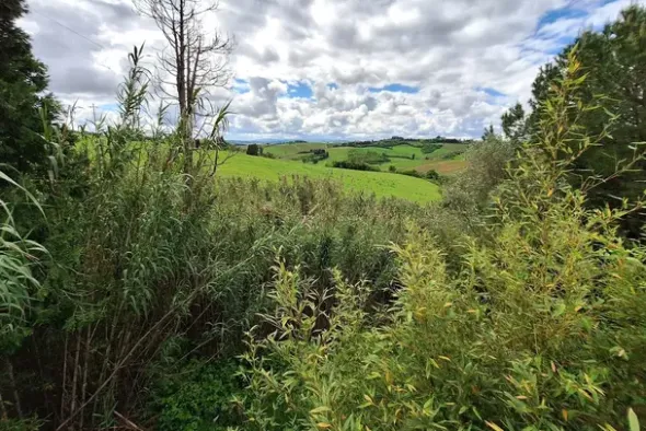 #23461 Appezzamento agricolo collinare e annessi rurali