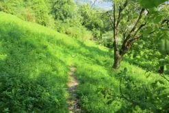#20924 Appezzamento agricolo collinare di 5270 mq