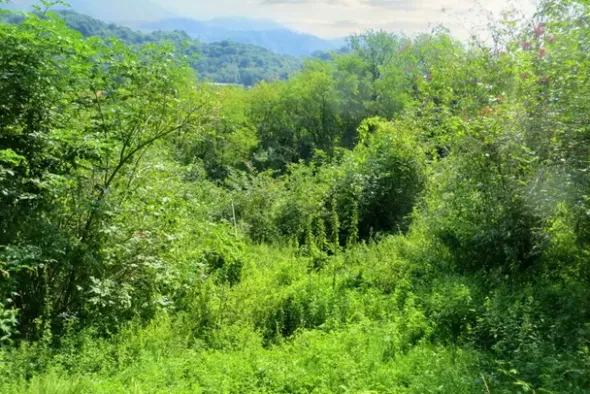 #20924 Appezzamento agricolo collinare di 5270 mq