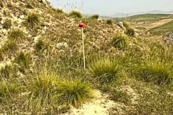 #25044 Appezzamento agricolo collinare con rudere