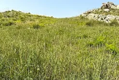 #25044 Appezzamento agricolo collinare con rudere