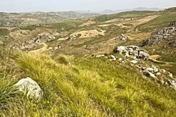 #25044 Appezzamento agricolo collinare con rudere