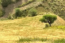 #25044 Appezzamento agricolo collinare con rudere