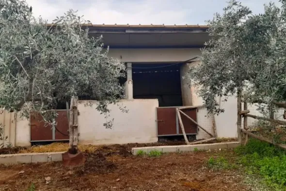 #24107 Appezzamento agricolo con alberi di ulivo