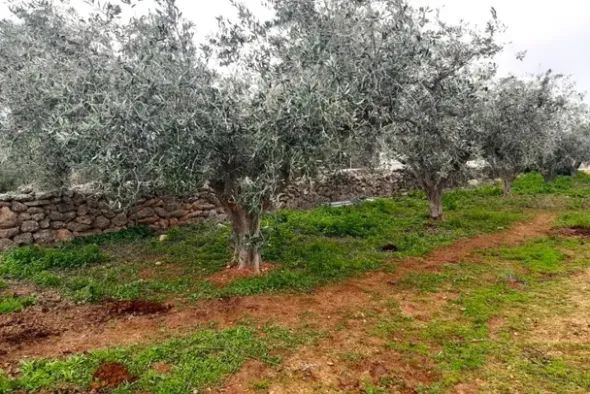 #24107 Appezzamento agricolo con alberi di ulivo