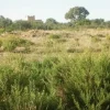 #2638306 Appezzamento agricolo incolto di 9960 mq