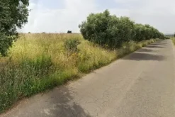 #2638529 Appezzamento agricolo in periferia rurale