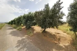 #2638529 Appezzamento agricolo in periferia rurale