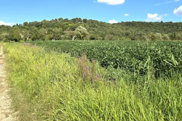 #24306 Appezzamento agricolo in zona periferica rurale