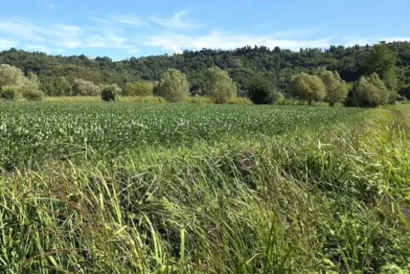 #24306 Appezzamento agricolo in zona periferica rurale