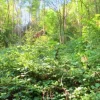 #20926 Appezzamento boschivo collinare di 5727 mq
