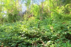 #20926 Appezzamento boschivo collinare di 5727 mq