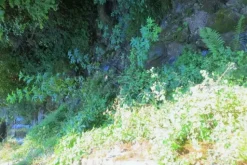 #20926 Appezzamento boschivo collinare di 5727 mq