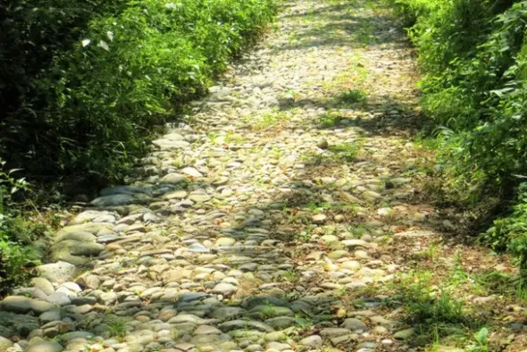 #20925 Appezzamento boschivo collinare di 440 mq
