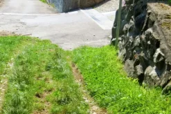 #20925 Appezzamento boschivo collinare di 440 mq