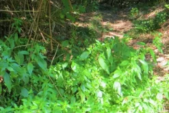 #20925 Appezzamento boschivo collinare di 440 mq