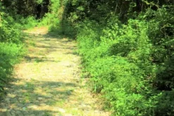 #20925 Appezzamento boschivo collinare di 440 mq