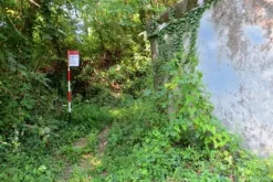 #20928 Appezzamento boschivo collinare di 14980 mq