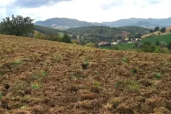 #21538 Appezzamento con ex cava di argilla