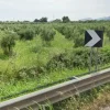#2638553 Appezzamento di terreno agricolo con uliveto