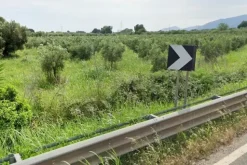 #2638553 Appezzamento di terreno agricolo con uliveto