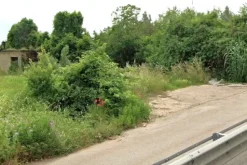 #2638553 Appezzamento di terreno agricolo con uliveto