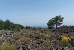 #21169 Appezzamento incolto alle pendici dell’Etna