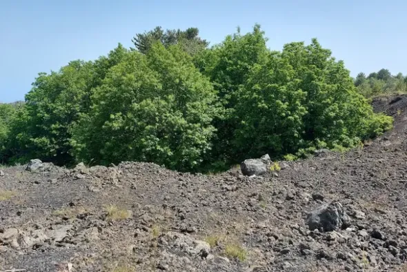 #21169 Appezzamento incolto alle pendici dell’Etna