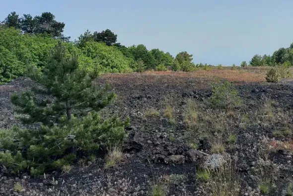 #21169 Appezzamento incolto alle pendici dell’Etna