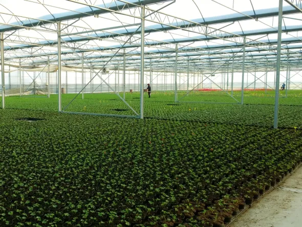 azienda floricola