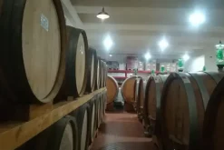 #10800 Azienda vitivinicola con terreni agricoli