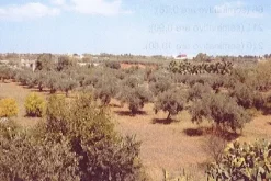 #9904 Cantina vinicola con beni mobili e terreno