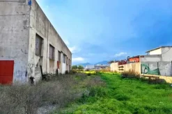 #25659 Capannone industriale con area pertinenziale