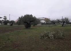 Cepagatti (PE) terreno edificabile in vendita.
