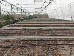 #2536973 Cessione del compendio aziendale dedito alle attività nel settore dei prodotti ortofrutticoli