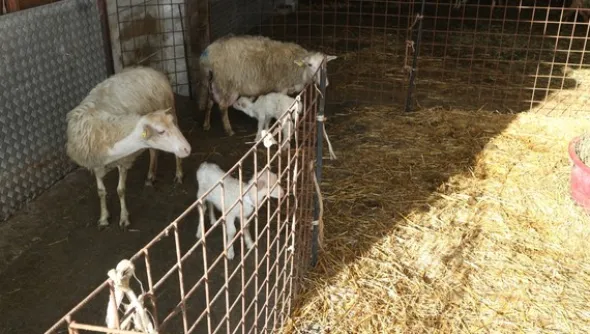 1#4909 Cessione di azienda agricola