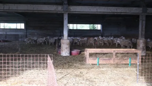 1#4909 Cessione di azienda agricola