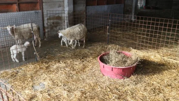 1#4909 Cessione di azienda agricola