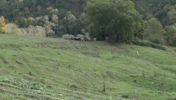 1#4909 Cessione di azienda agricola