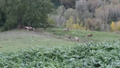 1#4909 Cessione di azienda agricola