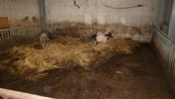 1#4909 Cessione di azienda agricola