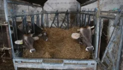 1#4909 Cessione di azienda agricola