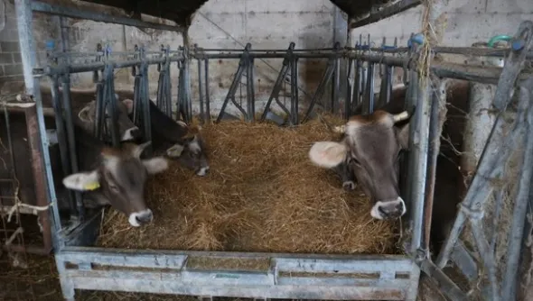 1#4909 Cessione di azienda agricola