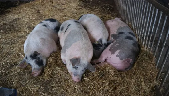 1#4909 Cessione di azienda agricola