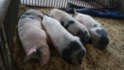1#4909 Cessione di azienda agricola