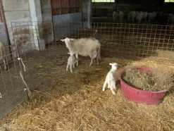 1#4909 Cessione di azienda agricola