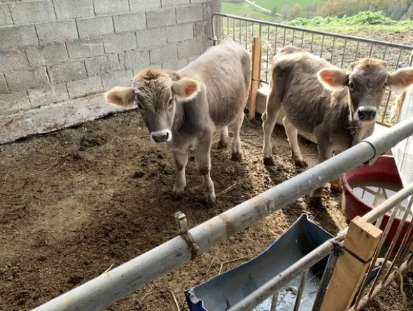 1#4909 Cessione di azienda agricola