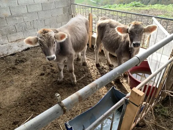 1#4909 Cessione di azienda agricola